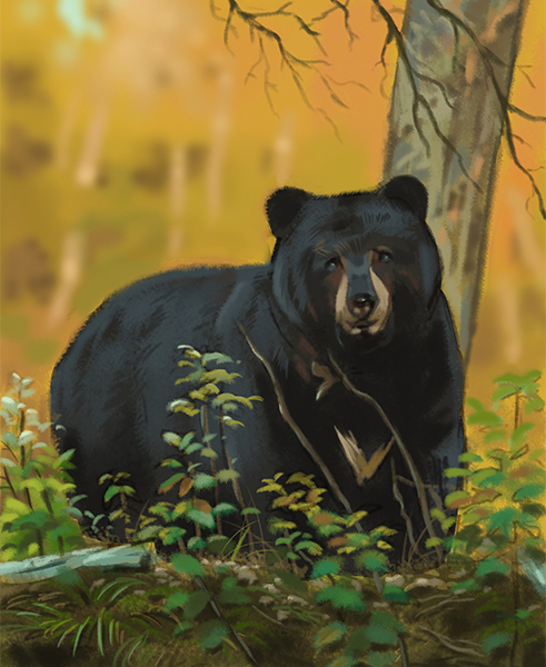 kyle-complex-black-bear.jpg
